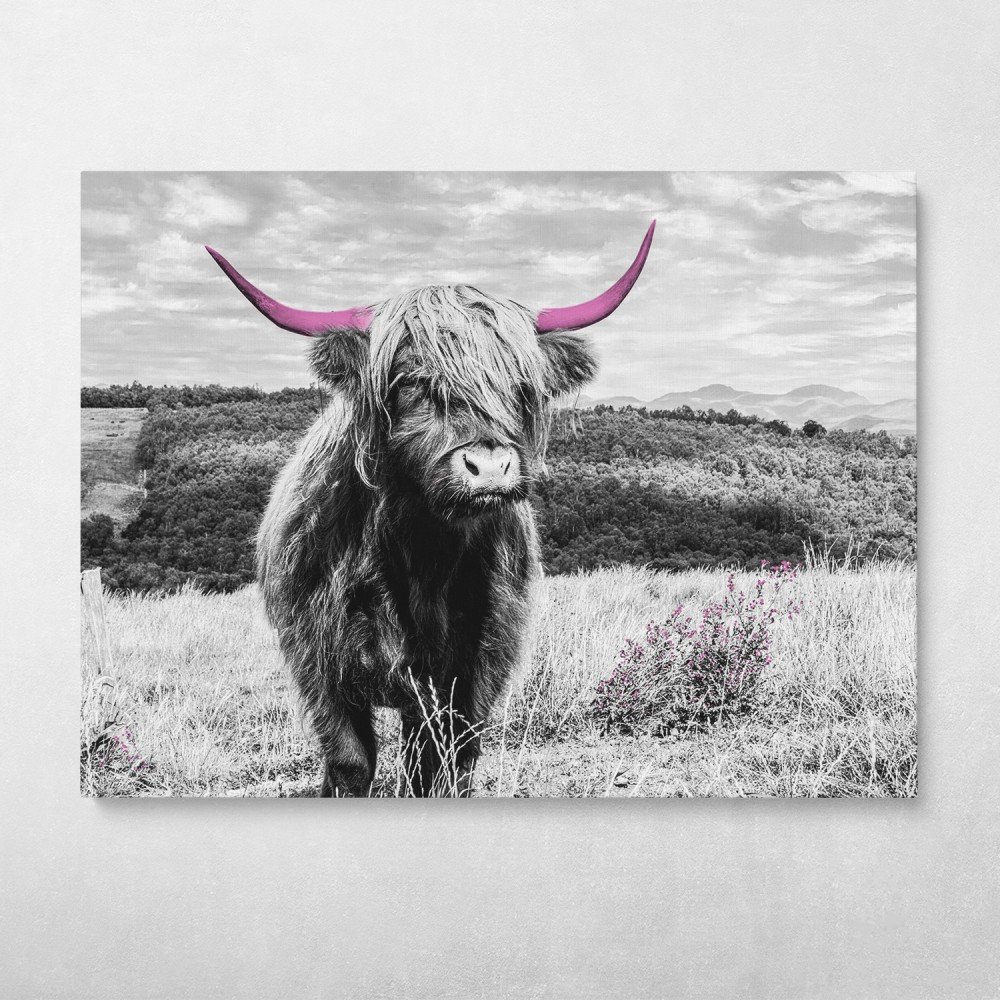 Pink Horned Highland Cow Pink Horned Highland Cow